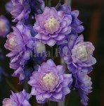Delphinium-elatum-highlander-Bolero (1)